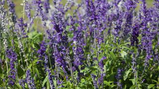 Sauge officinale. Sauge officinale.